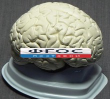 Модель "Мозг в разрезе" (белый) - fgospostavki.ru - Нижний Новгород