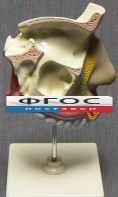 Модель "Разрез носоглотки" - fgospostavki.ru - Нижний Новгород