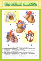 Стенд "Строение сердца" - fgospostavki.ru - Нижний Новгород