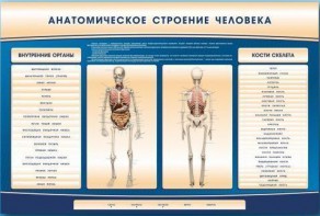 Электрифицированный стенд-тренажер c макетом скелета "Анатомическое строение человека" - fgospostavki.ru - Нижний Новгород
