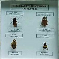 Коллекция энтомологическая "Представители отряда насекомых" - fgospostavki.ru - Нижний Новгород