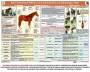 Комплект плакатов "Служебное коневодство" - fgospostavki.ru - Нижний Новгород