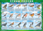 Комплект таблиц "Птицы России (4 листа)" (100х140 сантиметров, винил) - fgospostavki.ru - Нижний Новгород