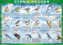 Комплект таблиц "Птицы России (4 листа)" (100х140 сантиметров, винил) - fgospostavki.ru - Нижний Новгород