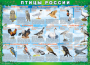 Комплект таблиц "Птицы России (4 листа)" (100х140 сантиметров, винил) - fgospostavki.ru - Нижний Новгород