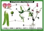 Комплект таблиц "Ознакомление с окружающим миром 1-4 класс" - fgospostavki.ru - Нижний Новгород